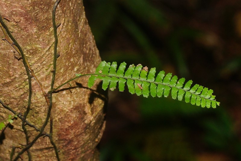 Arthropteris beckleri photo 4