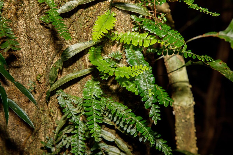 Arthropteris beckleri photo 5