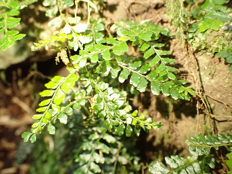 Arthropteris beckleri photo 6