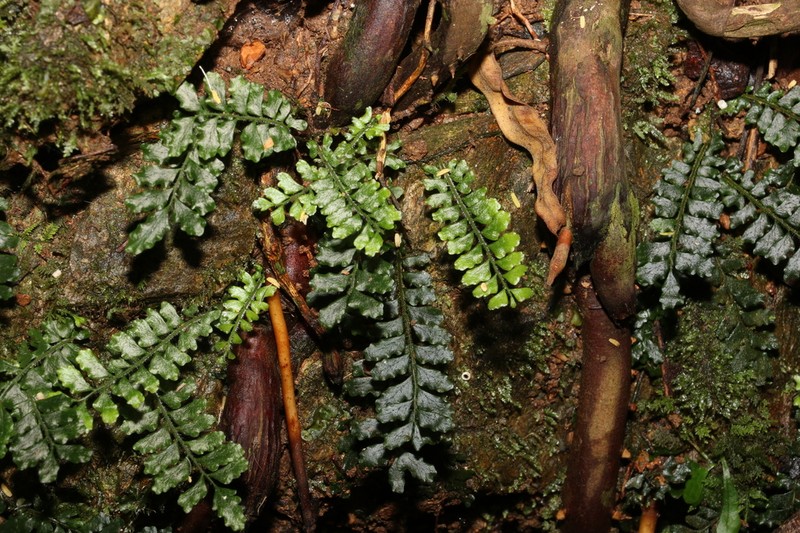 Arthropteris beckleri photo 7