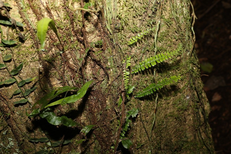 Arthropteris beckleri photo 8