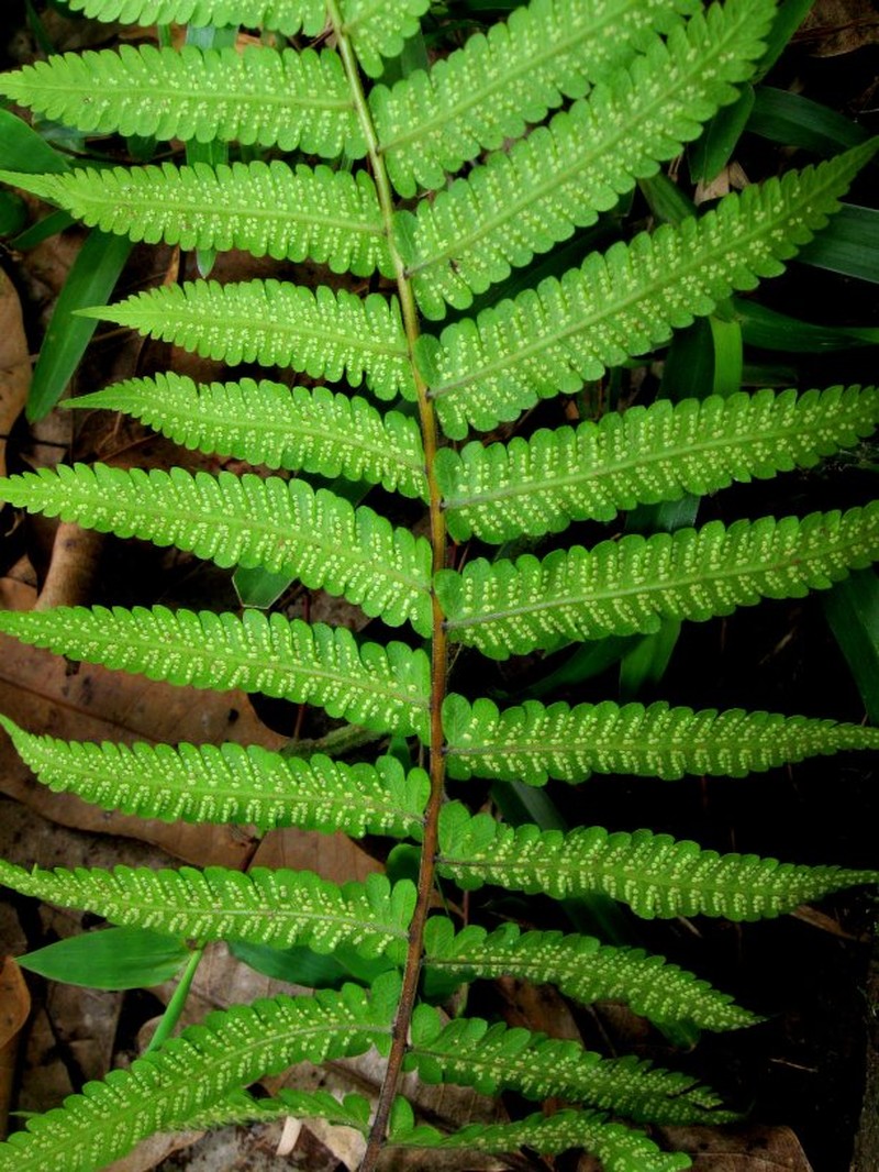 Arthropteris boutoniana