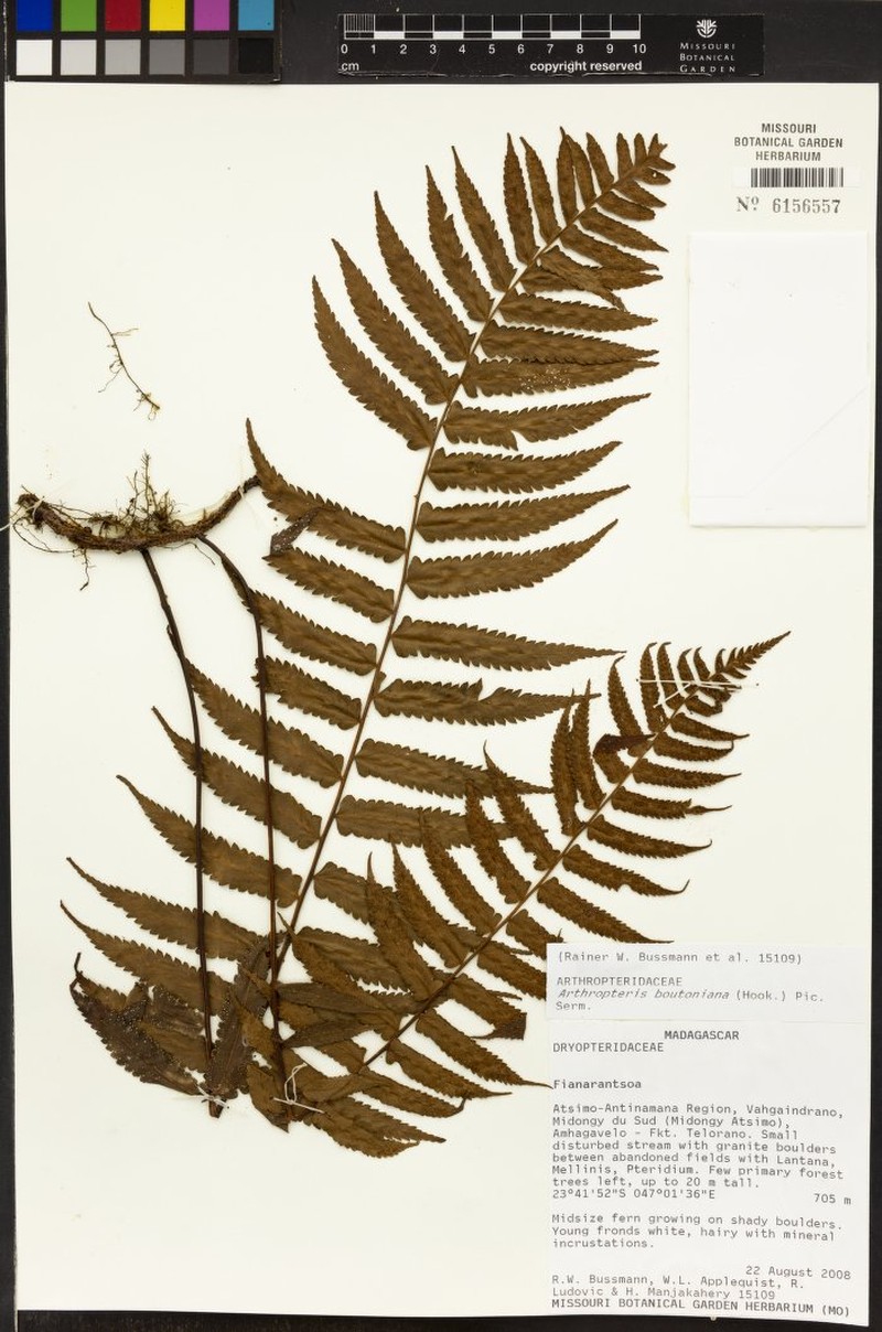 Arthropteris boutoniana photo 2