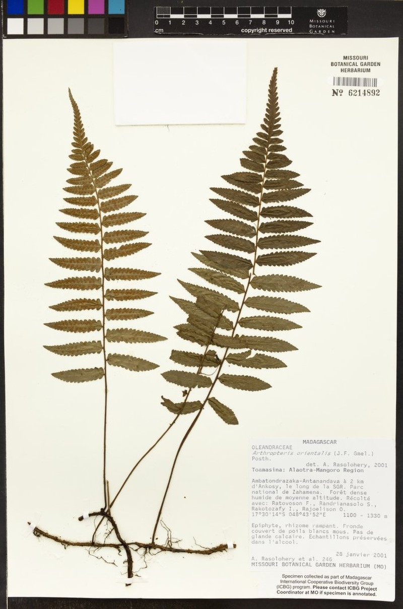 Arthropteris boutoniana photo 3
