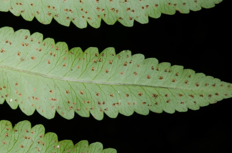 Arthropteris cameroonensis