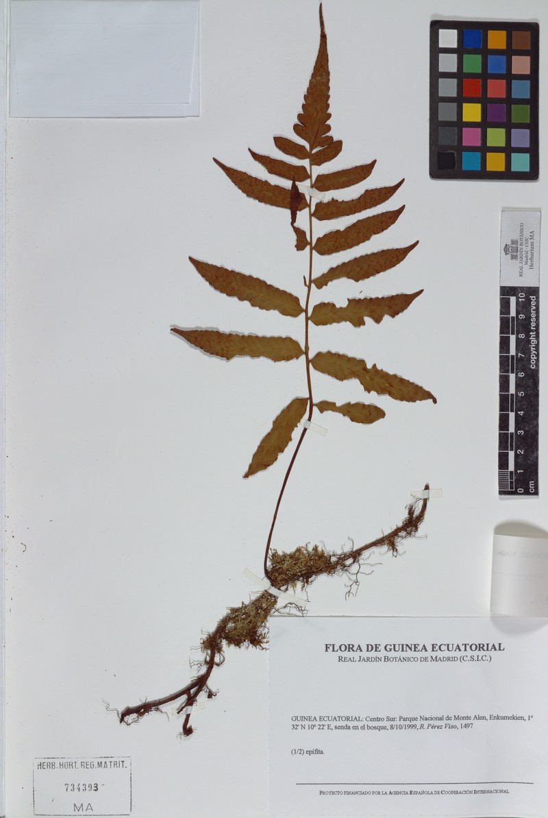 Arthropteris cameroonensis