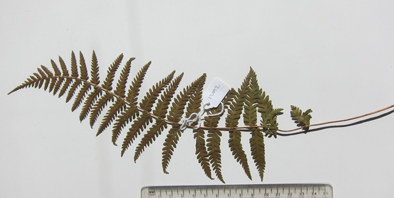 Arthropteris charletiana photo 6