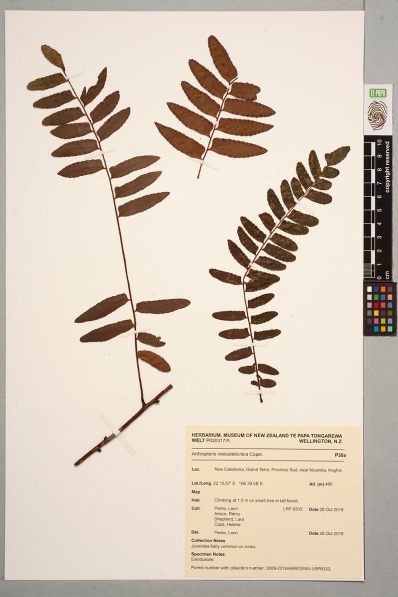 Arthropteris neocaledonica photo 2
