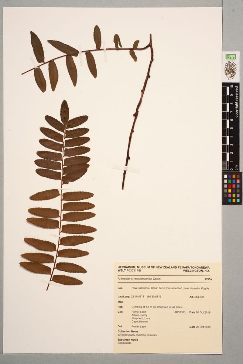 Arthropteris neocaledonica photo 3