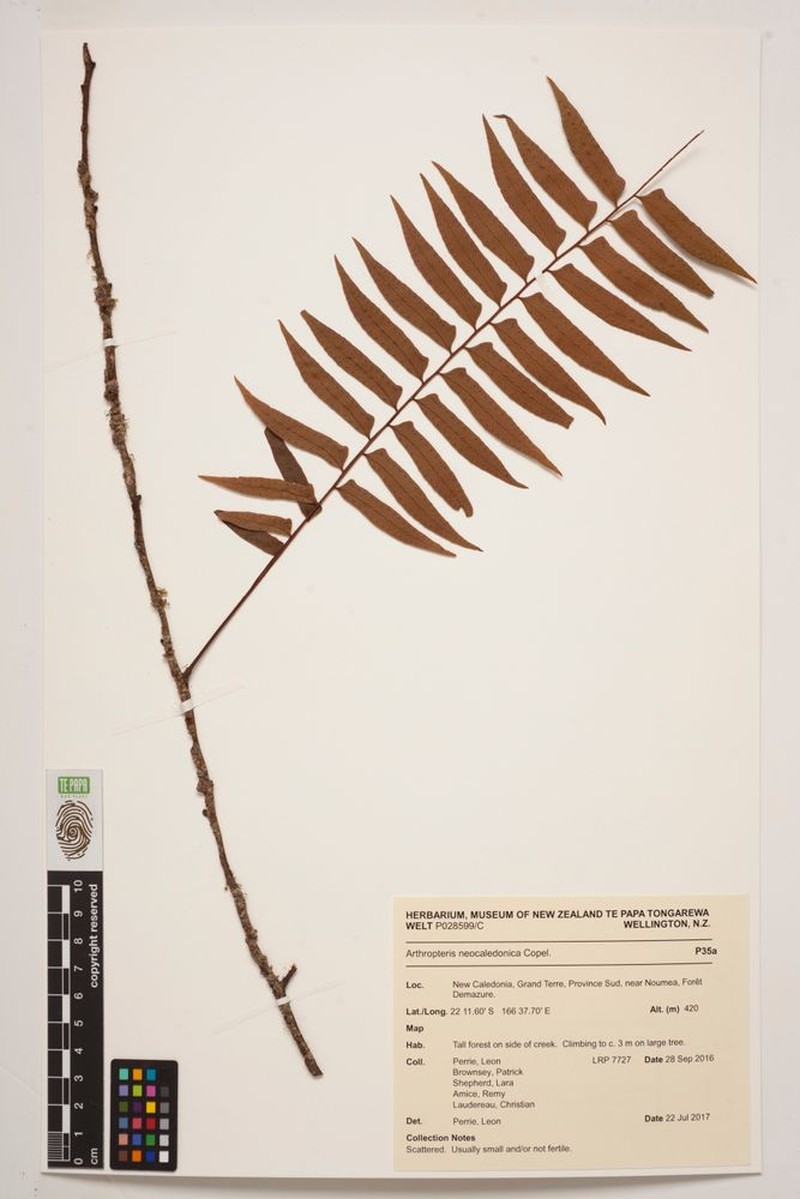 Arthropteris neocaledonica photo 4