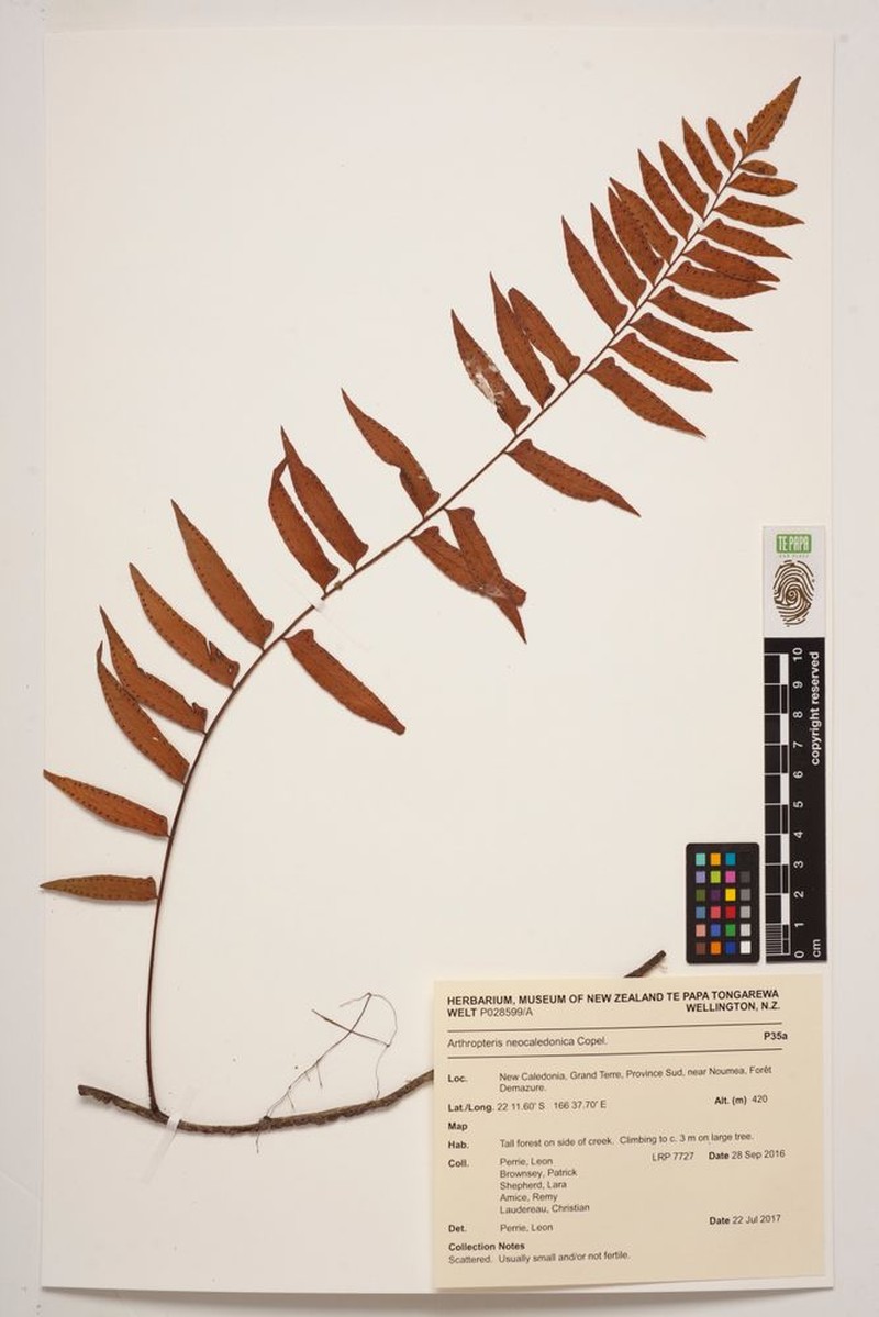 Arthropteris neocaledonica photo 5