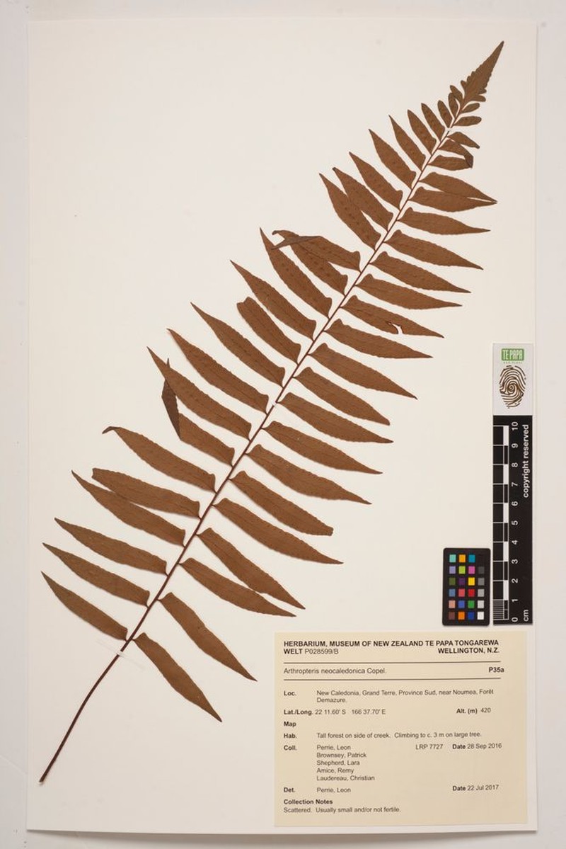 Arthropteris neocaledonica photo 6