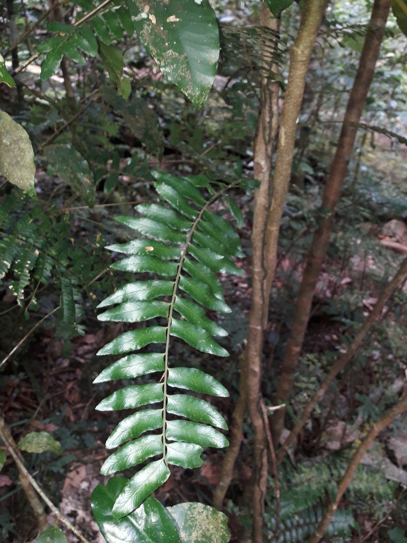 Arthropteris neocaledonica photo 7