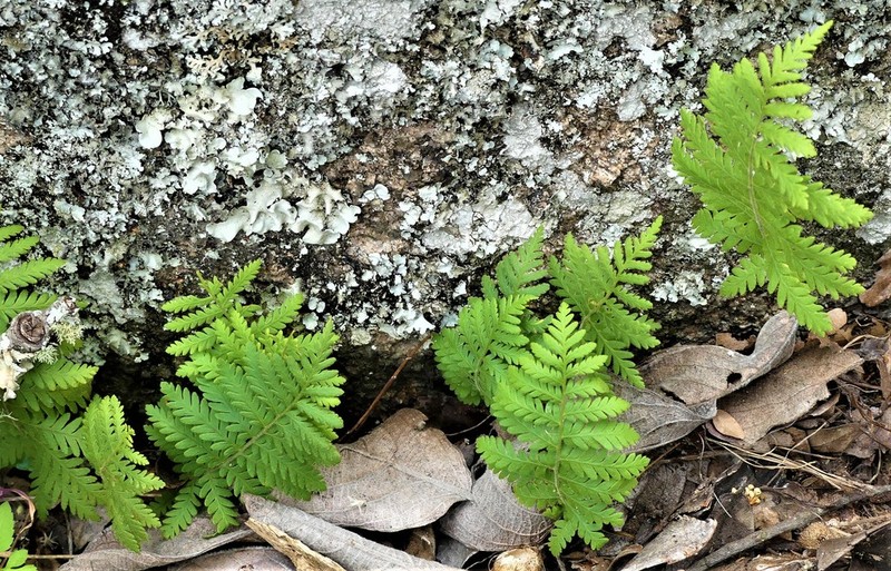 Arthropteris orientalis photo 2