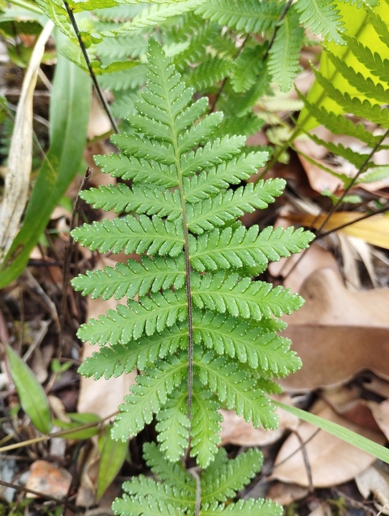 Arthropteris orientalis photo 3