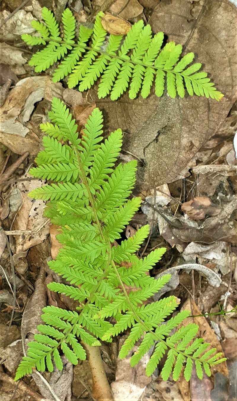 Arthropteris orientalis photo 4