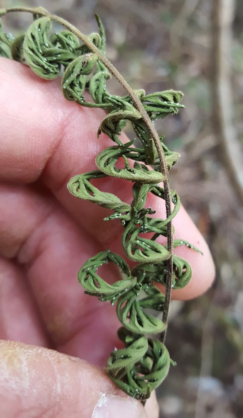 Arthropteris orientalis photo 5