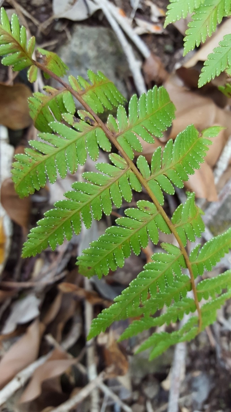 Arthropteris orientalis photo 6