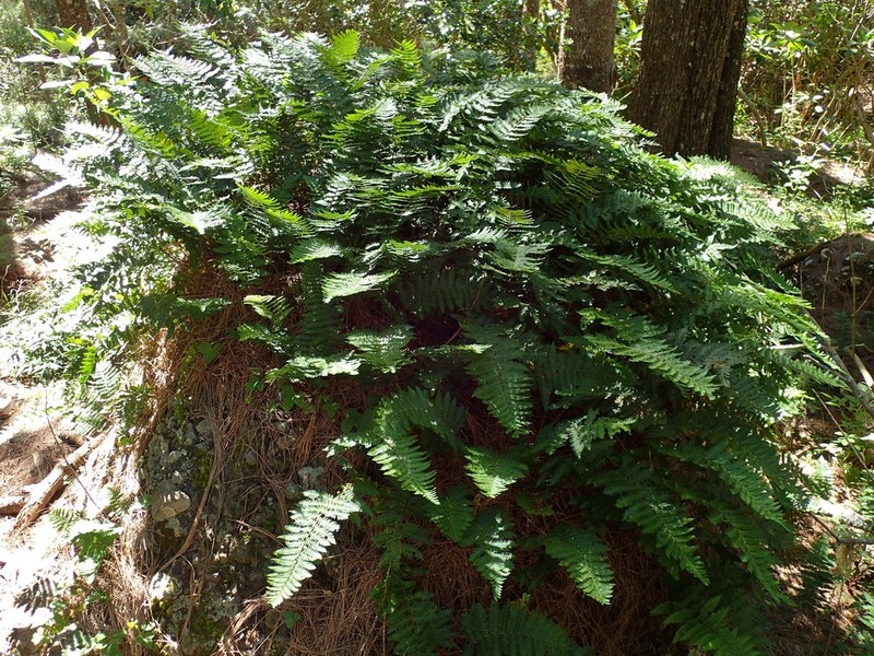 Arthropteris orientalis photo 7