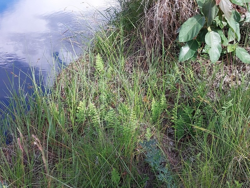 Arthropteris orientalis photo 8