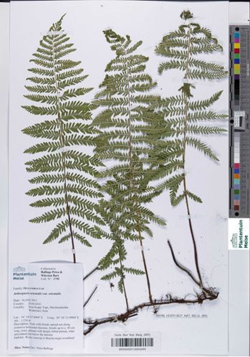 Arthropteris orientalis var. orientalis