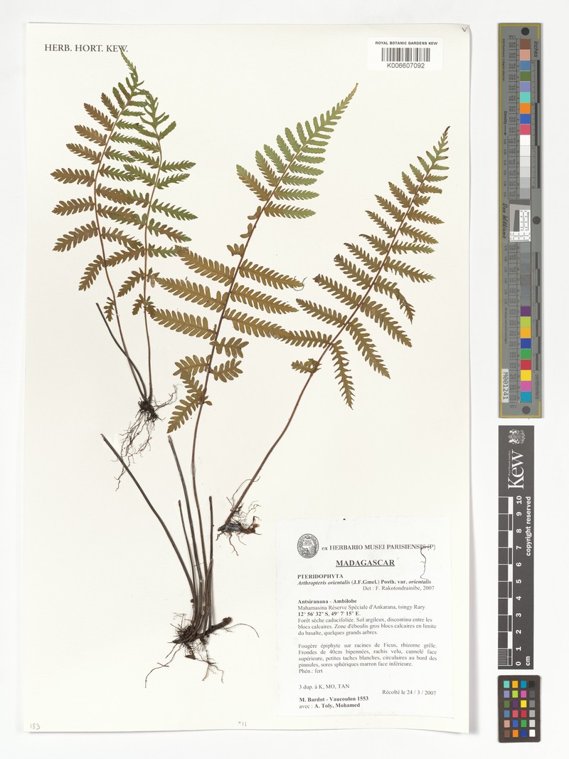 Arthropteris orientalis var. orientalis photo 2