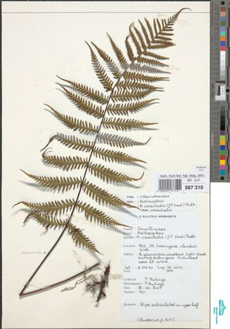 Arthropteris orientalis var. orientalis photo 3