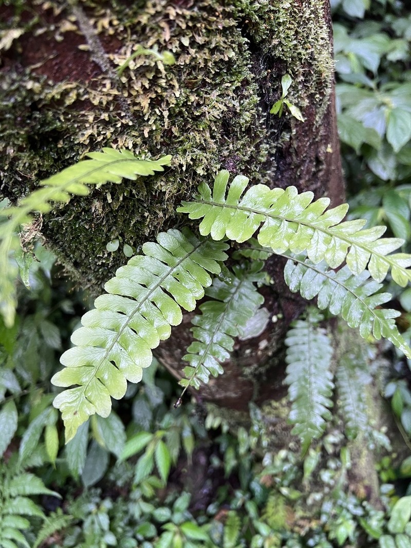 Arthropteris palisotii