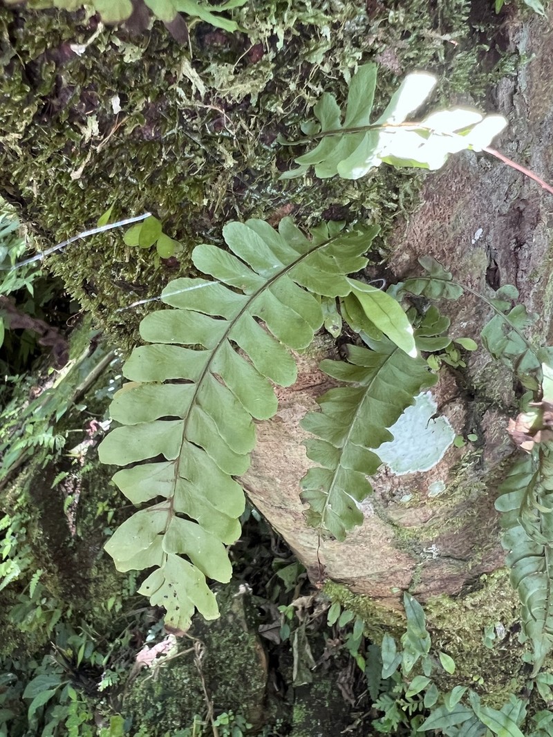 Arthropteris palisotii photo 2