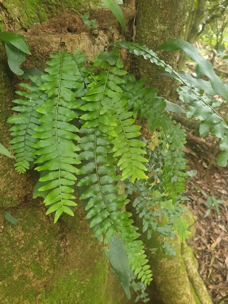 Arthropteris palisotii photo 3