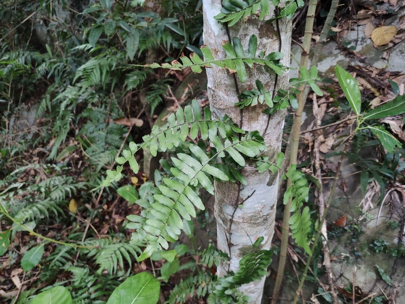 Arthropteris palisotii photo 4