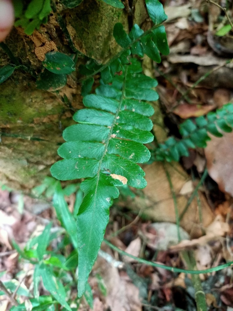 Arthropteris palisotii photo 5