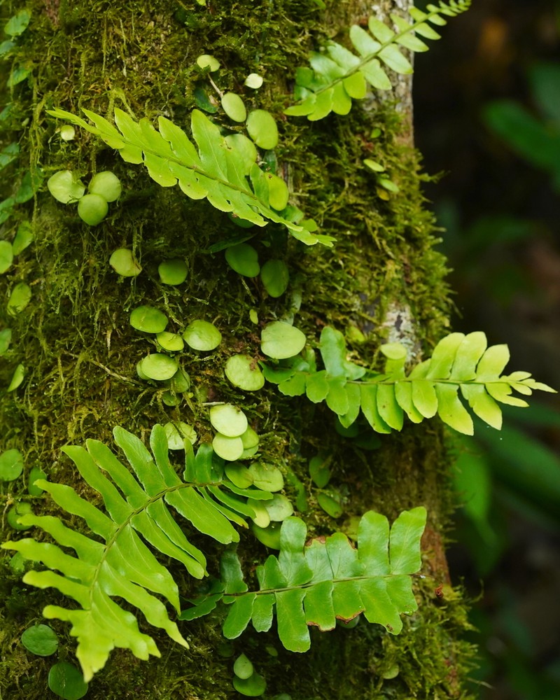 Arthropteris palisotii photo 6