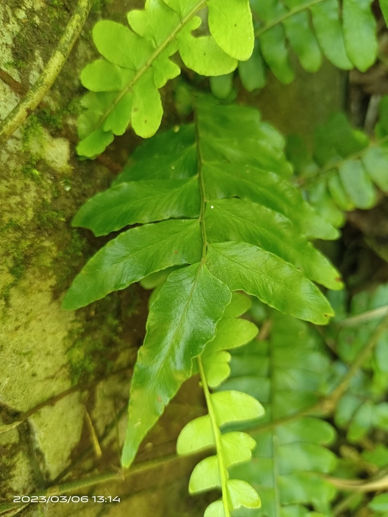 Arthropteris palisotii photo 7