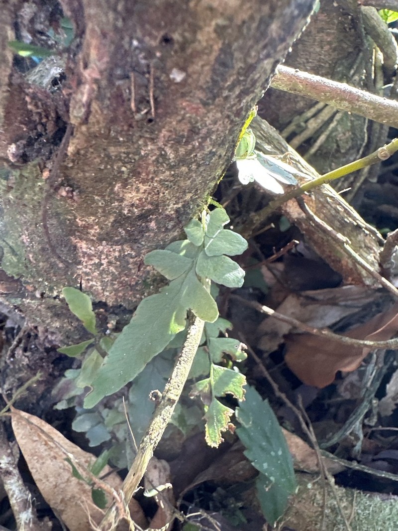 Arthropteris palisotii photo 8