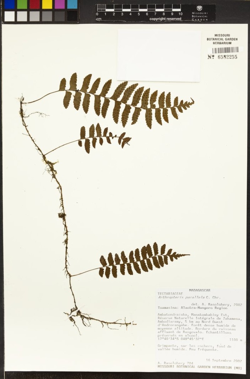 Arthropteris parallela