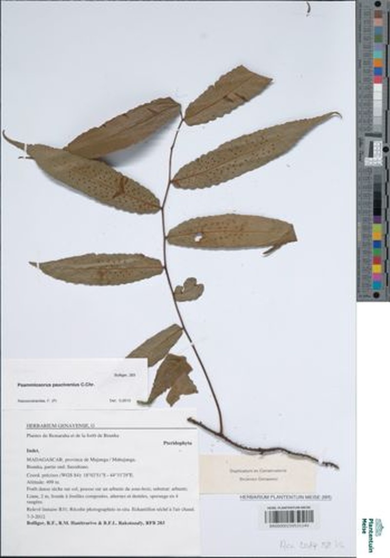 Arthropteris paucivenia