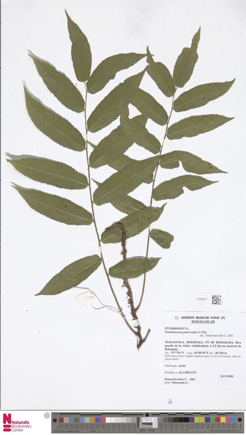 Arthropteris paucivenia photo 2