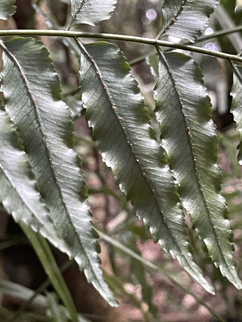 Arthropteris submarginalis