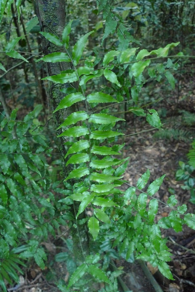 Arthropteris submarginalis photo 6