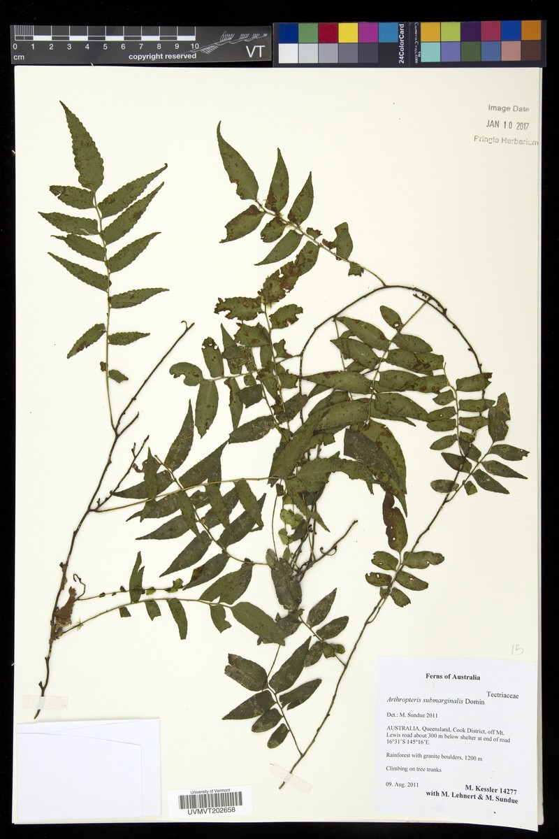 Arthropteris submarginalis