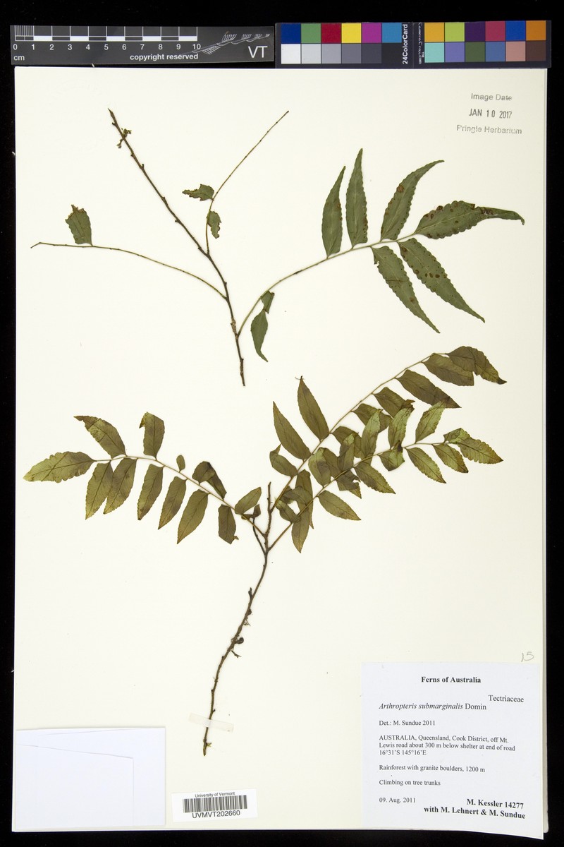 Arthropteris submarginalis photo 2