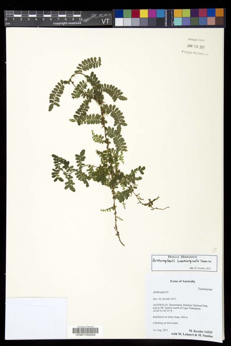 Arthropteris submarginalis photo 3
