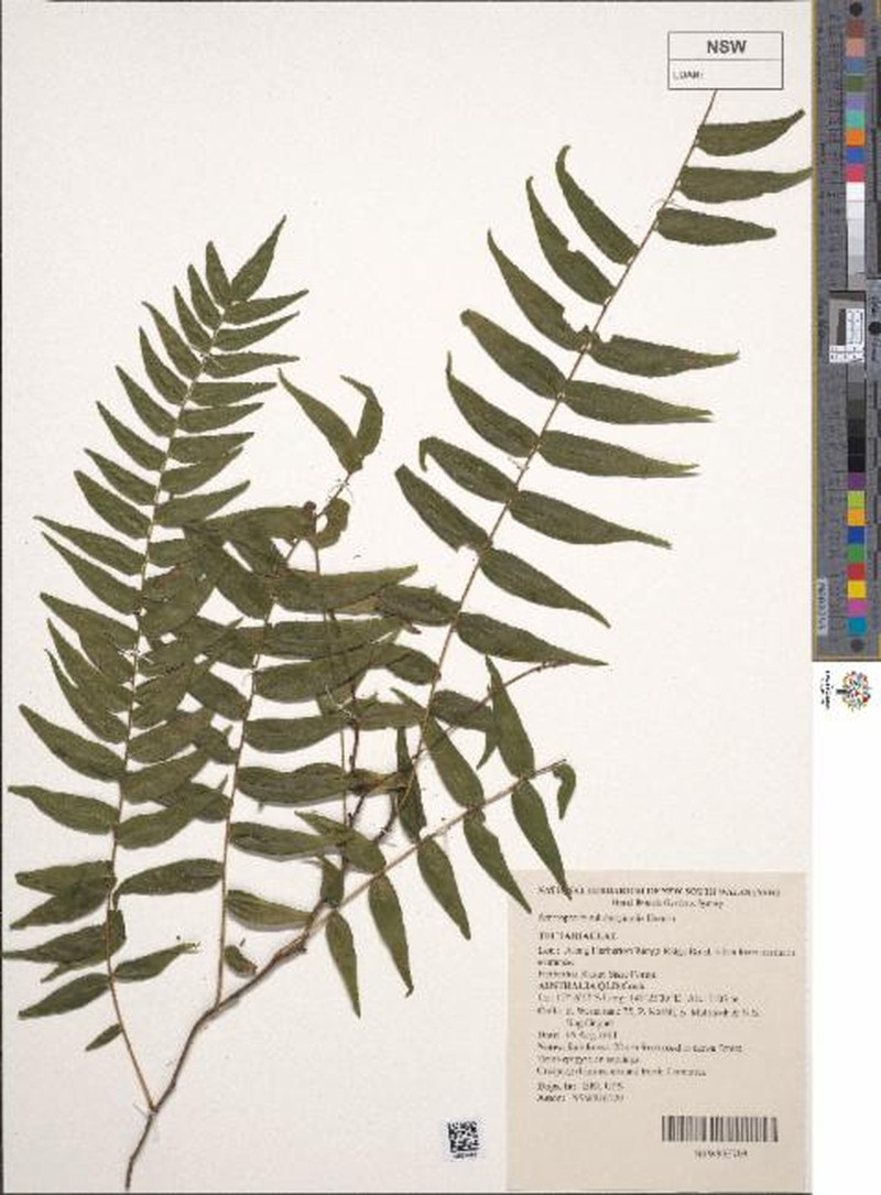 Arthropteris submarginalis photo 4