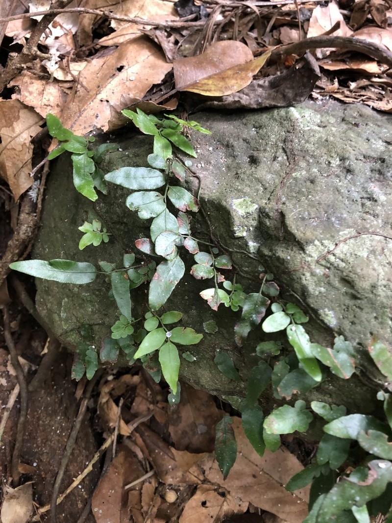 Arthropteris tenella photo 2