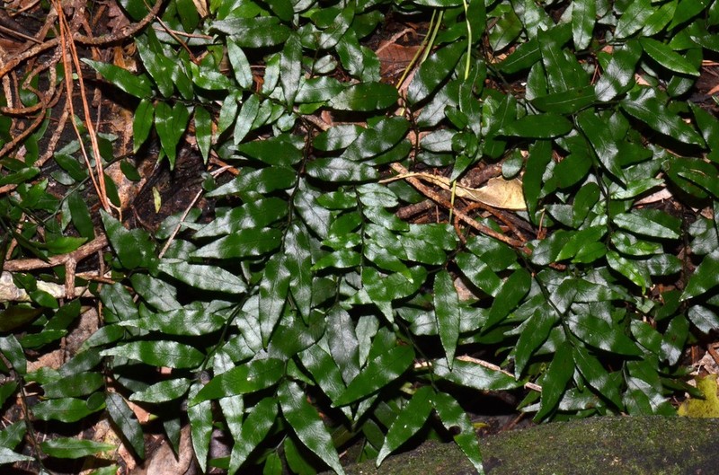 Arthropteris tenella photo 3
