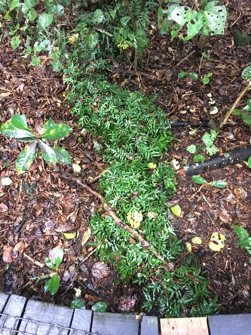 Arthropteris tenella photo 4