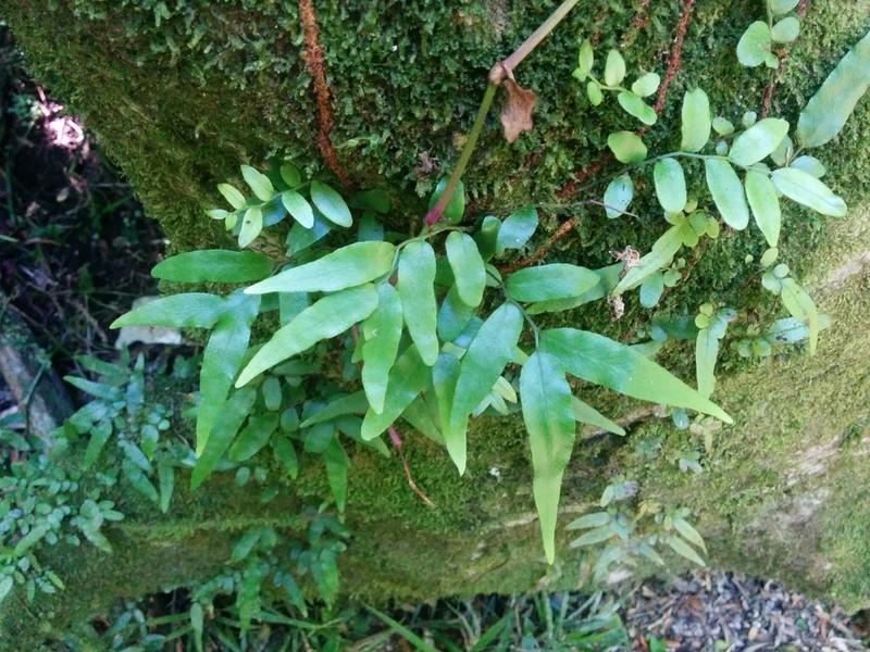 Arthropteris tenella photo 7