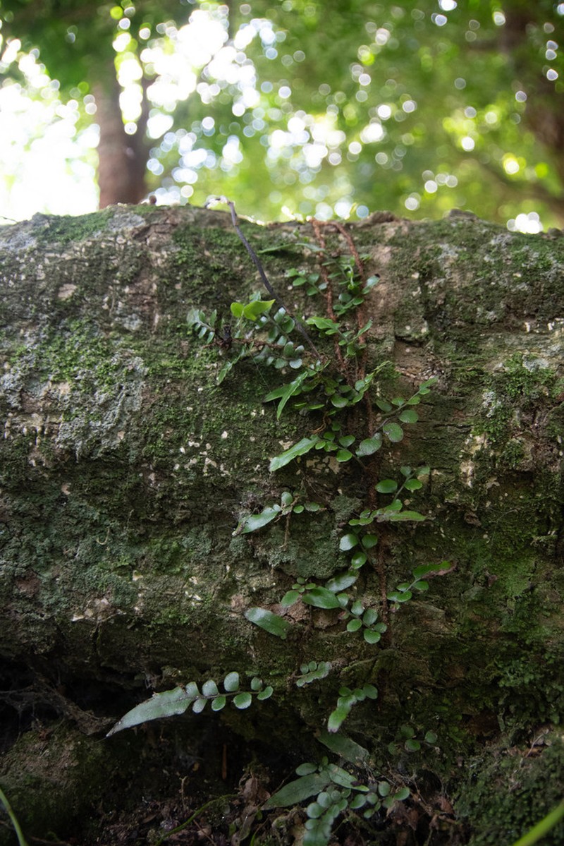 Arthropteris tenella photo 8