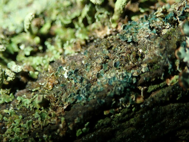 Arthrorhaphis aeruginosa photo 4
